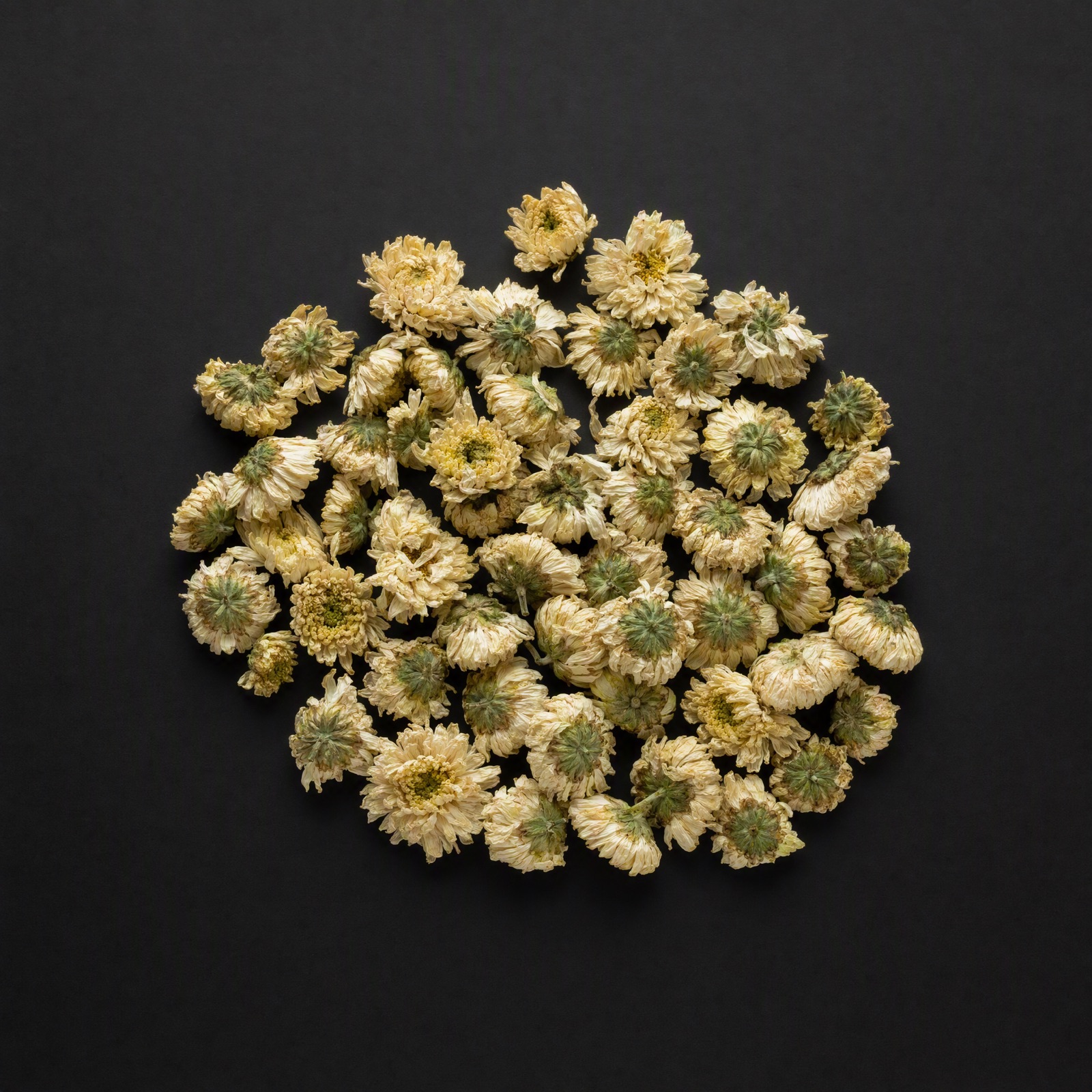 Chrysanthemum